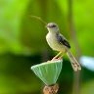 Justin Armit